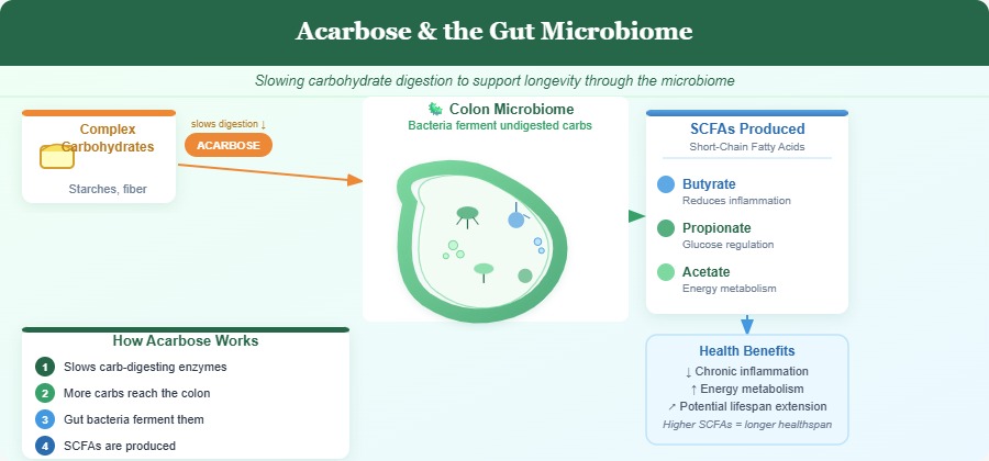 Acarbose and longevity