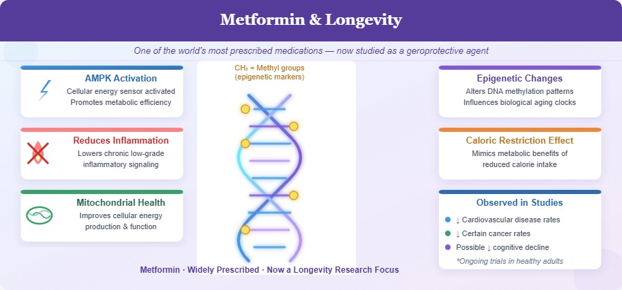 Metformin and longevity
